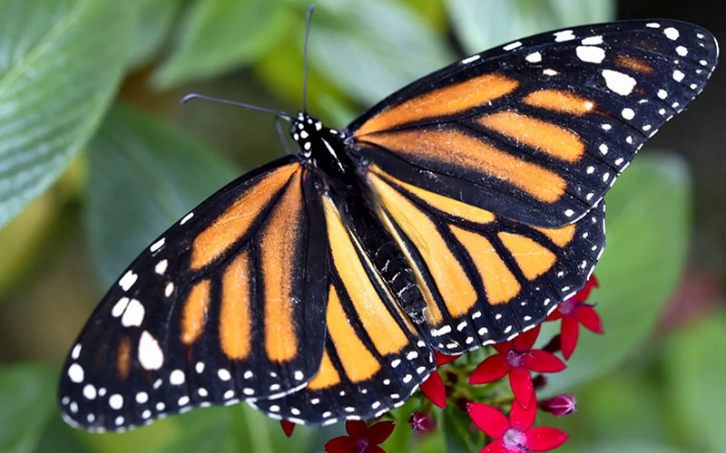 Бабочки Монарх