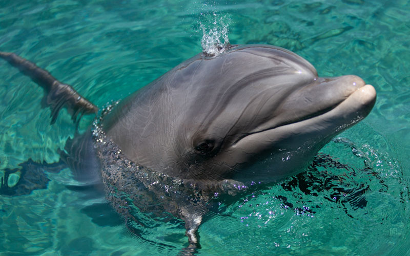 Дельфинарий города Сьенфуэгос на Кубе