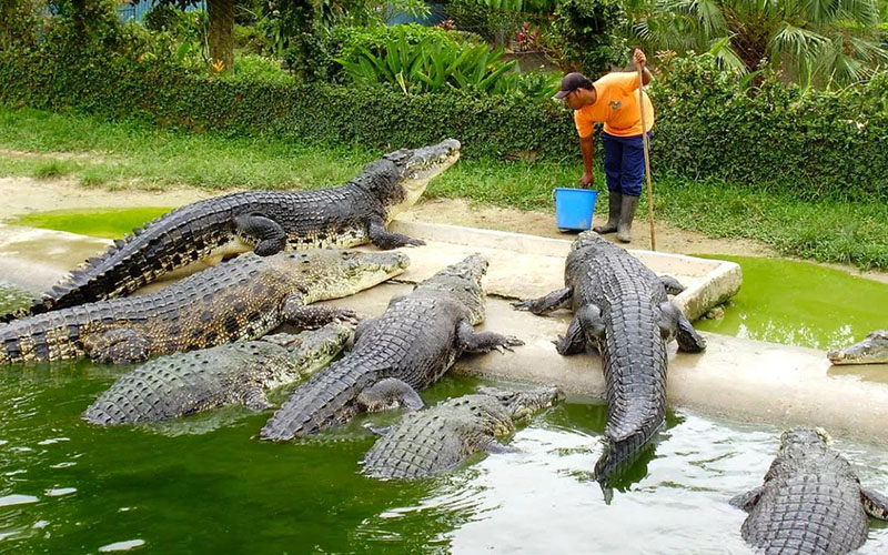 Фера крокодилов
