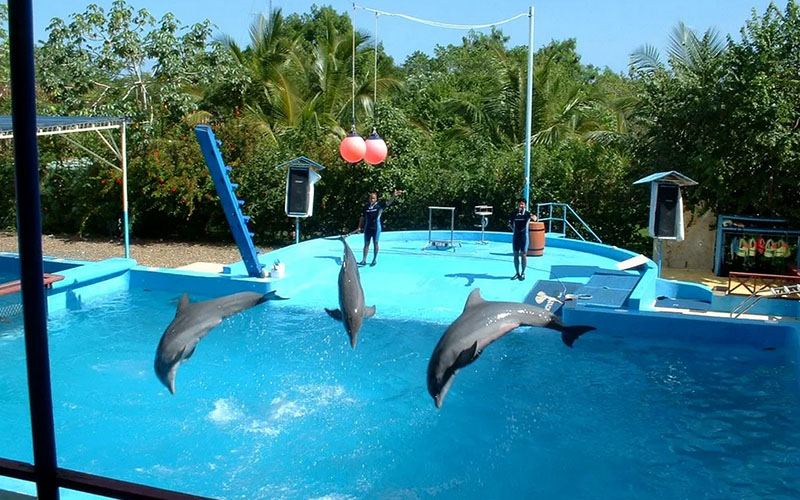 Дельфины в Доминикане