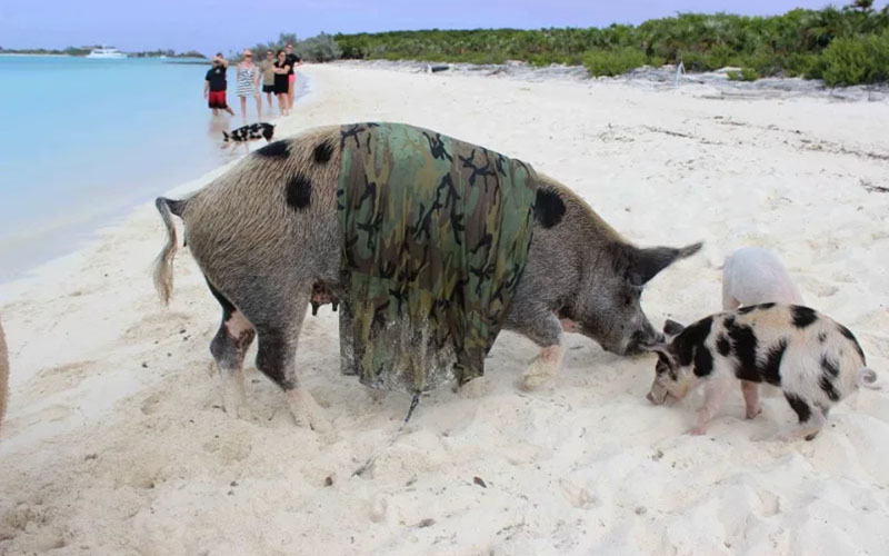 Залив свиней на Кубе