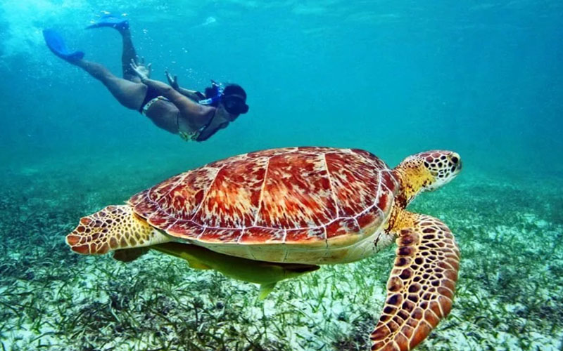 Снорклинг с морскими черепахами в Акумале