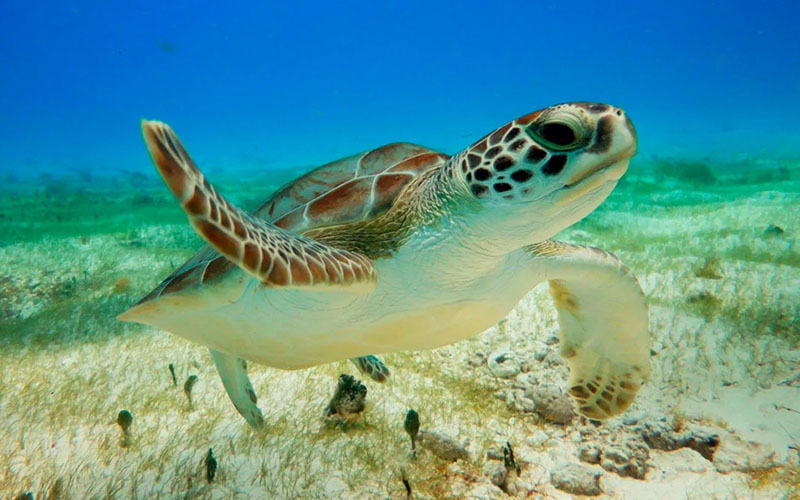 Снорклинг с морскими черепахами в Мексике