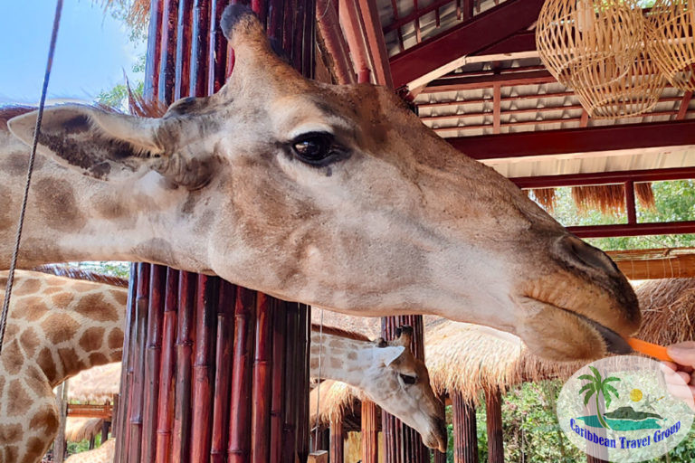 Vinpearl Safari (10)